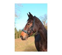 Covalliero Caveçon Exclusif - Noir - Cheval Noir