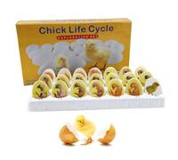 COYEUX Modèle De Croissance D'embryon De Poulet, Kit D'exploration du Cycle De Vie du Poulet, 21 Œufs en Plastique, Dessins Anatomiques, Simulation du Processus Complet De Développement De L'embryon