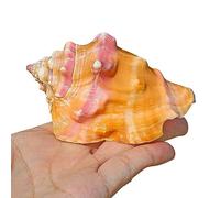 COYOUCO Coquillages, Coquillages de mer de Plage naturels, Coquillages de conques d'océan Idéal pour la fête à thème de Plage Home Decor Bricolage Crafts Fish Tank et Remplissage de Vase,B,L