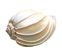 COYOUCO Coquillages, Grands Coquillages, Coquillages conques, Grande Coquille conque, Décor Coquillages pour Fête à thème Plage Décoration Mariage à la Maison Artisanat Aquarium,A