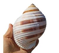 COYOUCO Coquillages Grands Coquillages de conques Naturelles Grands Coquillages Idéal pour la fête à thème de Plage, décorations de la Maison, Bricolage, Aquarium, Plante d'air,L
