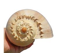 COYOUCO Coquillages naturels, Coquillages de Plage géants Idéal pour l'aquarium Décor de Mariage Thème de Plage Fête à thème Décorations de Maison Bricolage Artisanat Air Plants,F