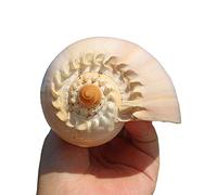 COYOUCO Coquillages naturels, Coquillages de Plage géants Idéal pour l'aquarium Décor de Mariage Thème de Plage Fête à thème Décorations de Maison Bricolage Artisanat Air Plants,B