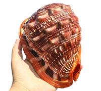 COYOUCO Coquillages naturels, Grandes coquilles de conques de mer pour la Plage Thème Party Wedding Home Decor DIY Crafts Fish Tank et collecteurs de Coquillages,E
