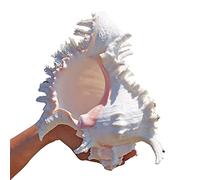 COYOUCO Coquille De Conque, Grands Coquillages - Présentoir De Coquillages sur Table - Coquillages Géants pour La Décoration Intérieure, Aquarium,23to24cm