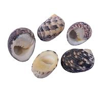 COYOUCO Coquilles de Crabe ermite Hermit Crab fournit des coquilles de Croissance Naturelle pour la variété de Crabe ermite Turbo Seashells Conque de mer DIY Fish Tank Décoration,B