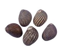 COYOUCO Coquilles de Crabe ermite Hermit Crab fournit des coquilles de Croissance Naturelle pour la variété de Crabe ermite Turbo Seashells Conque de mer DIY Fish Tank Décoration,C
