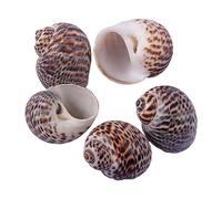 COYOUCO Coquilles de Crabe ermite Hermit Crab fournit des coquilles de Croissance Naturelle pour la variété de Crabe ermite Turbo Seashells Conque de mer DIY Fish Tank Décoration,A