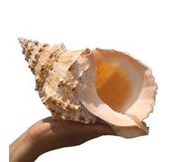 COYOUCO Grandes Coquilles Conques Naturelles, Idéales pour Les Décorations Mariage Fêtes sur Le Thème De La Plage, Décorations pour La Maison, Bricolage, Aquariums Et Collectionneurs,15cm