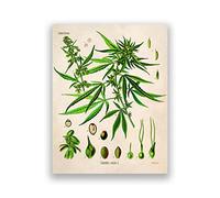CPGG Affiches pour chambre à coucher,Cannabis Illustration Vintage Affiche Botanique Imprimer Marijuana Plante Toile Peinture mur Art Photos Salon Décor à la Maison 40x60cm Sans Cadre