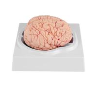 Cpolebev Cerveau Humain, ModèLe D'Anatomie Du Cerveau Humain avec Base D'Affichage, pour L'éTude en Classe de Sciences et L'Affichage D'Enseignement B