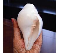 Craflook Original Blowing Shankh (VAMAVARTI BAJNEWALA) - Conch Shell - Strong and Large Shankh Vamavarti Blowing Shankh ~ Shankha Shankh - Sea shell Shankh for lung strength/immunity 5 "inch white