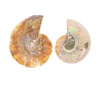 CRAFTHROU Échantillon D'ammonite Fossilisée 2pcs pour Enseignement et Décoration, Fossile Véritable pour Science et Apprentissage à Domicile