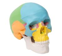CRAFTHROU Modèle de Crâne Mini Portable en Pvc 3 Parties Détachables, Mâchoire Mobile, Structure Osseuse Colorée, Décoration pour Artistes et Étudiants en Studios Halloween