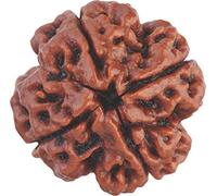 Craftopia Rudraksha indien 4 Mukhi Rudraksha à quatre faces Népalais Perle Rudraksha originale et certifiée pour homme et femme, couleur marron, origine Népal