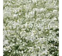 Crambe cordifolia - Une plante vivace spectaculaire et rustique