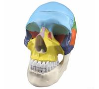 Crâne Adulte Naturelle Modèle 3 Parties Dissectible Outil Pédagogique pour l'Anatomie et la Physiologie en PVC