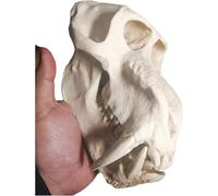 Crâne de babouin réaliste en résine - Réplique à l'échelle 1:1 d'un mandrill for la décoration intérieure et les collectionneurs