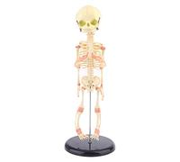 Crâne de bébé unique pour la recherche humaine squelette anatomique anatome anatomie crâne