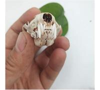 Crâne de belette, modèle de taxidermie, réplique en PVC, for la recherche, l'enseignement, la maison, le bar, la fête, sculpture décorative