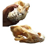 Crâne de chien véritable - Taille réelle - Taxidermie, fournitures d'art, vétérinaires, médicaments, bureau, bar, décoration
