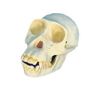 Crâne de chimpanzé crâne Humain réplique médicale 1: 1 pour étudier l'affichage modèle médical d'enseignement