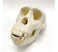 Crâne de chimpanzé Crâne médical Humain 1: 1 Modèle de crâne Anatomique Grandeur Nature Réplique Modèle de Squelette méd