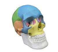 Crâne de couleur anatomique humaine démontée, modèle anatomique, modèle anatomique amovible, science, anatomie pour étude, modèles d'anatomie médicale, crâne