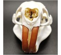 Crâne de ragondin - Véritable crâne d'animal - Crâne de ragondin grandeur nature (échelle 1:1) de qualité professionnelle-Spécimen animal-Squelette d'animal - Décoration unique pour cabane de chasse