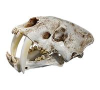 Crâne de tigre en résine à dents de sabre 1:1 pour modèle de tête, décoration d'intérieur, aide à l'enseignement des chiens canins, aide à l'enseignement des vertèbres lombaires, modèle de coccyx