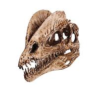 Crâne Fossile en Résine Dinosaure Dilophosaurus 1/3 Échelle, Réplique Détaillée Collection Jurassic, Modèle Préhistorique sans Toxique