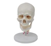 Crâne humain 1:1 avec vertèbre cervicale - Modèle anatomique en 7 parties for objets de collection et exposition pédagogique