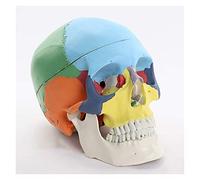 Crâne Humain avec modèle de Cerveau Anatomique Modèle de Cerveau du crâne Humain Modèle Anatomie Squelette pour l'enseignement (Taille: 21x15x19cm) (Taille: 21 x 15 x 19cm) (21 x 15 x 19cm)