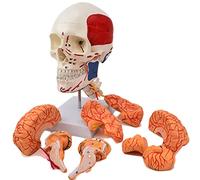 Crâne Humain Cerveau Muscle Modèle de Cerveau Modèle Anatomique de l'artère cérébrale Modèle de Cerveau 1: 1 Modèle de c