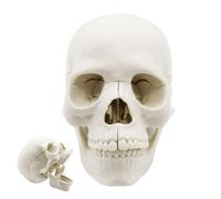 Crâne humain de 15 pièces - Modèle anatomique amovible grandeur nature - Crâne réaliste avec capuchons amovibles - Aide à l'apprentissage médical de l'anatomie de la tête humaine