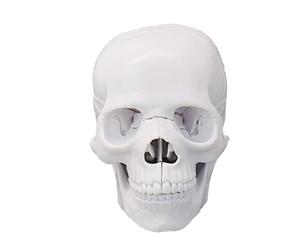 Crâne humain détachable modèle 1:2 échelle anatomique squelette modèle de tête de squelette pour l'enseignement en monstration anatomie crâne
