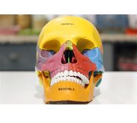 Crâne humain modèle anatomique détachable pour l'enseignement médical et l'étude