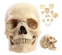Crâne humain, modèle scientifique 1:2 de crâne d'anatomie détachable 15 parties modèle d'anatomie réaliste humain 5, 8x4x3, 4 pouces pour étudier l'enseignement, pour étudier