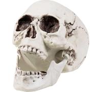 Crâne Maxilla avec dentition mobile - Taille env. 17 x 15 cm