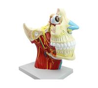 Crâne Nerveux Système Anatomique Modèles 12 Paires Tête Neuronale Crânienne Modèle Du Cerveau École Médicale Enseignement