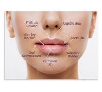 Craniofacial Anatomy Poster For Class Use