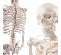 Cranstein A-117 Mini Squelette 85cm | Modèle d'anatomie du petit squelette | pour étudiants ou études de médecine | comme cadeau