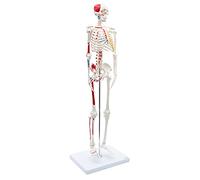 Cranstein A-117 Mini Squelette 85cm | Modèle d'anatomie du petit squelette | pour étudiants ou études de médecine | comme cadeau (A-118)