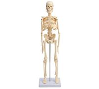 Cranstein A-121 Petit Mini Modèle Squelette 45cm | Beige | Modèle d'anatomie du petit squelette | Décoration | comme cadeau