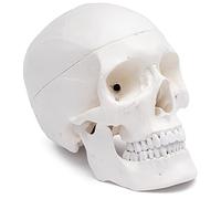Cranstein A-210 Crâne anatomique | Etudes et formation médicales | crâne | Modèle d'anatomie du crâne | Modèle de crâne