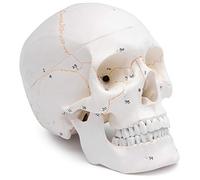 Cranstein A-211 Crâne anatomique avec numérotation | Etudes et formation médicales | crâne | Modèle d'anatomie du crâne | Modèle de crâne