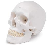 Cranstein A-240 Crâne anatomique | Etudes et formation médicales | crâne | Modèle d'anatomie du crâne | Modèle de crâne