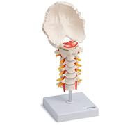 Cranstein A-320 Modèle de colonne cervicale | avec les nerfs spinaux et les artères vertébrales