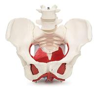 Cranstein A-330 Modèle de bassin anatomique médical anatomique médical avec organes amovibles, 7 parties, de grandeur naturelle