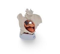 Cranstein A-370 Modèle de plancher pelvien féminin 7 pièces avec base